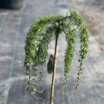 Smrekovec japonský (Larix kaempferi) ´PENDULA´ - výška 100-130 cm, kont. C5L – na kmienku 